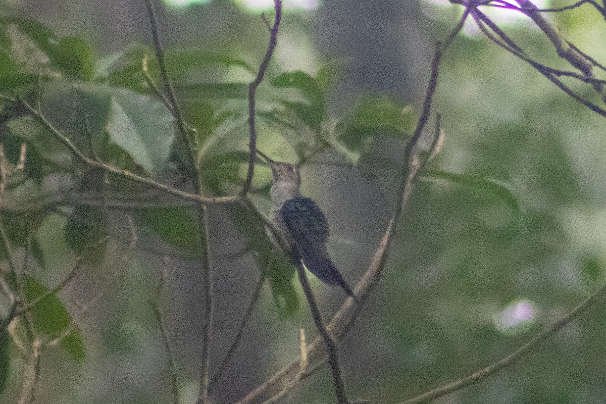 Wedge-tailed Sabrewing (Long-tailed) - Sergio Leyva