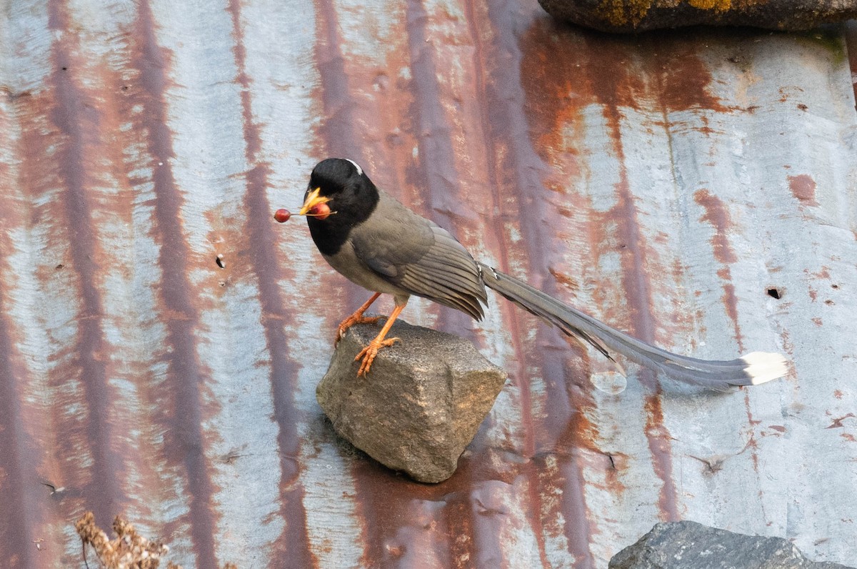 Yellow-billed Blue-Magpie - ML400428371