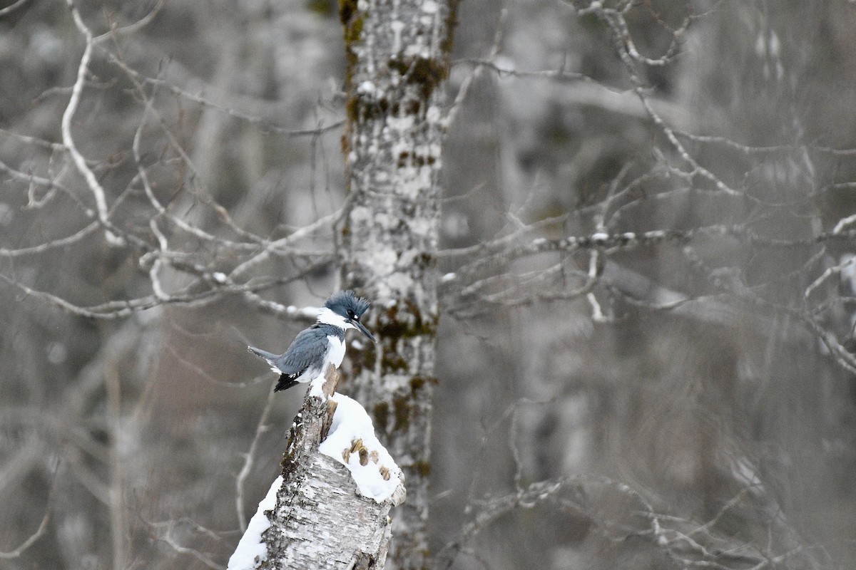 Belted Kingfisher - ML400431961