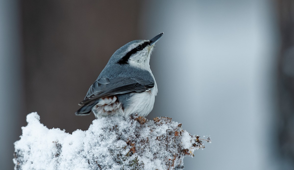 Eurasian Nuthatch - ML400432681