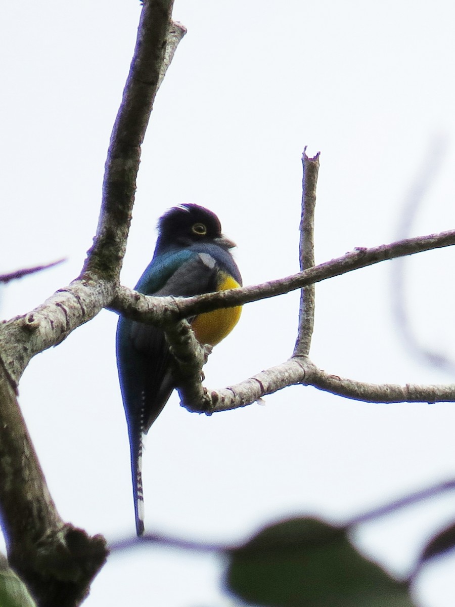 Gartered Trogon - ML400434011