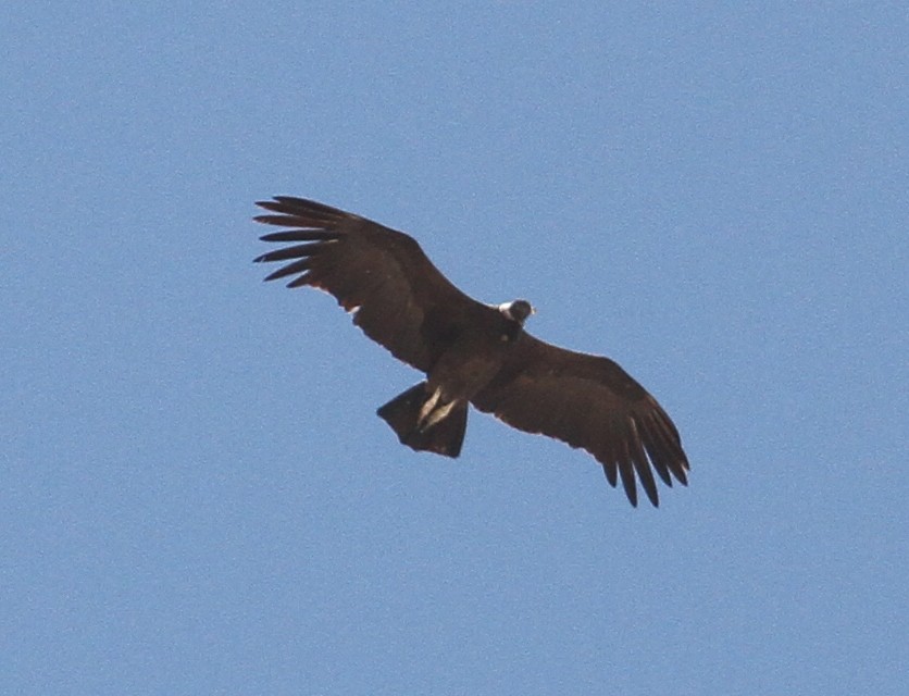 Condor des Andes - ML400434361