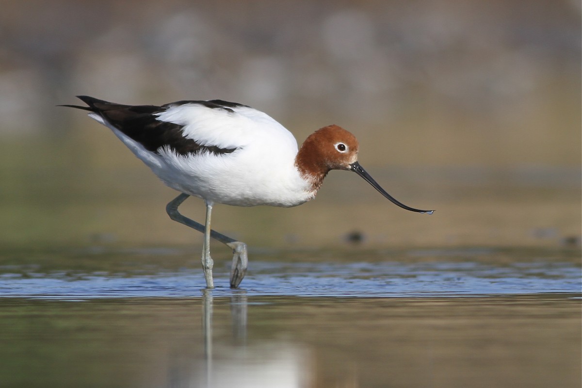 Red-necked Avocet - Chris Wiley