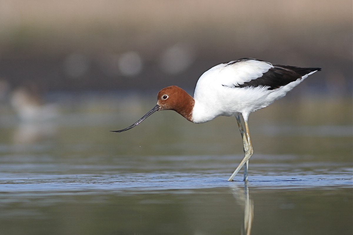 Red-necked Avocet - ML40043531
