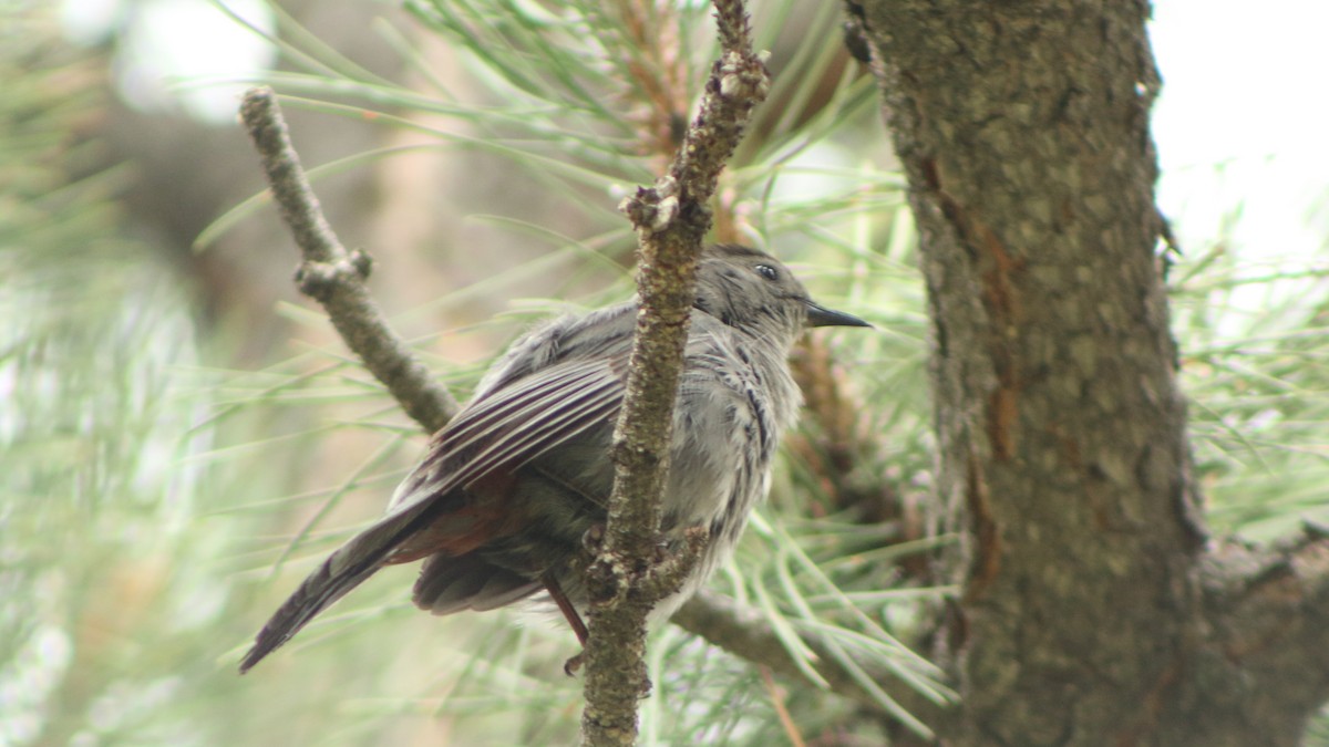 Gray Catbird - ML400435571