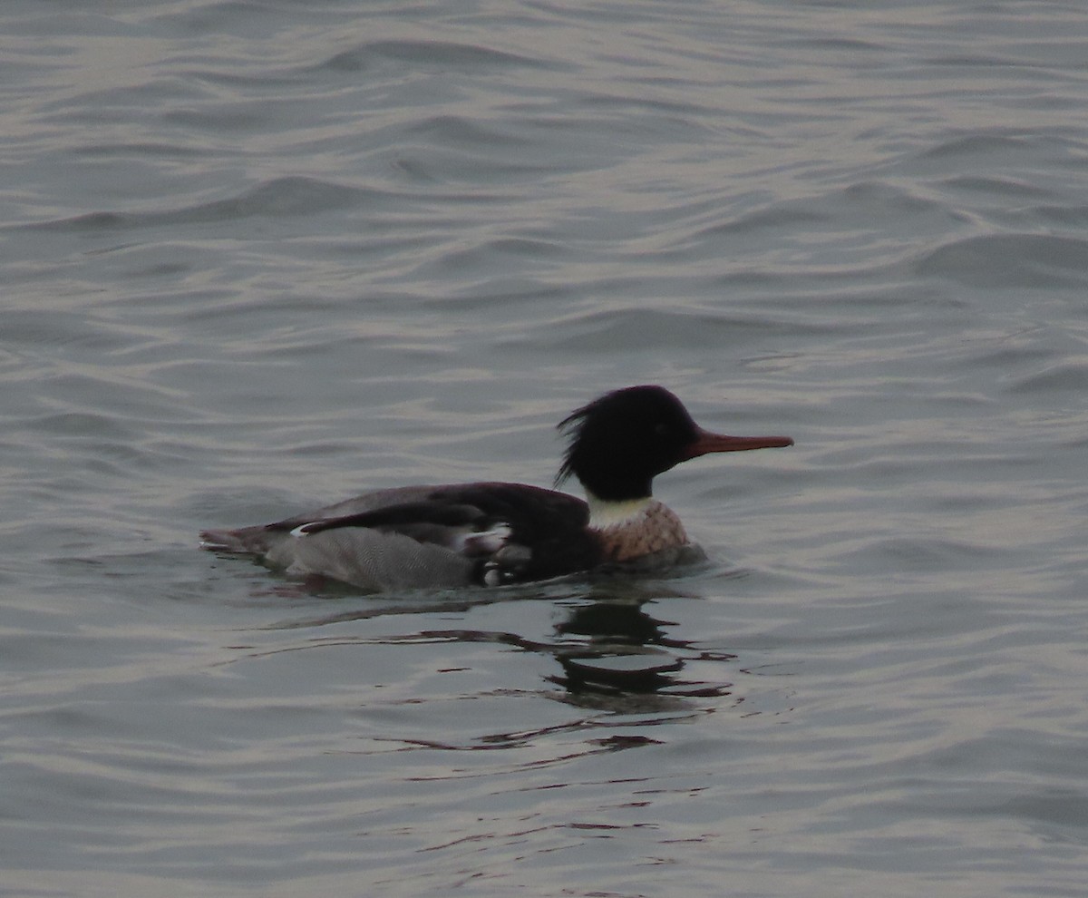 Red-breasted Merganser - ML400438111