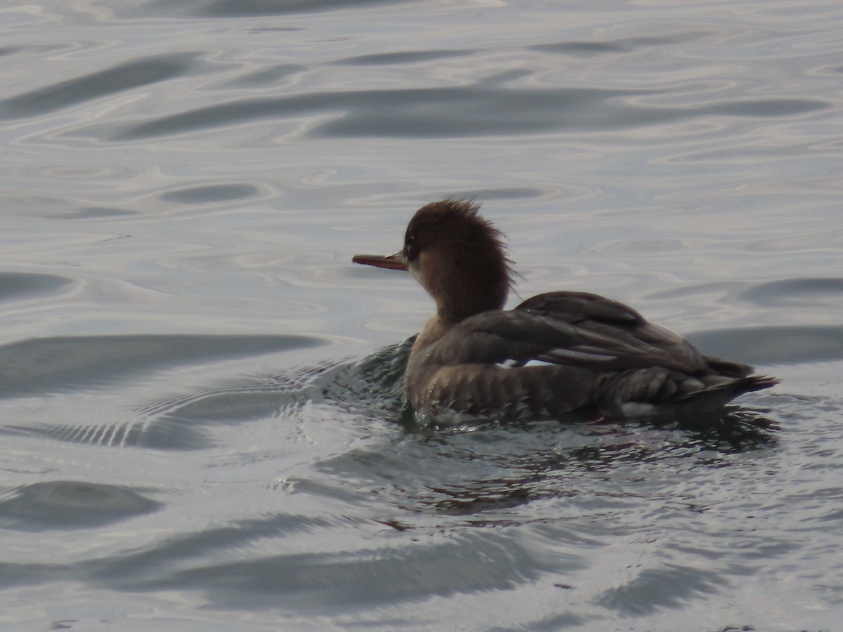 Red-breasted Merganser - ML400438121