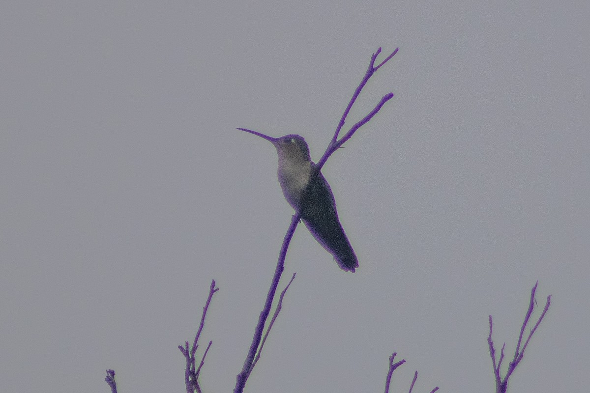 kolibřík klínoocasý (ssp. excellens) - ML400438351