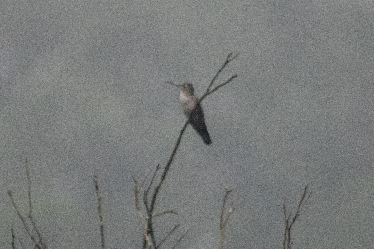 kolibřík klínoocasý (ssp. excellens) - ML400438601