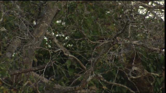 amazonoropendola (yuracares/neivae) - ML400439