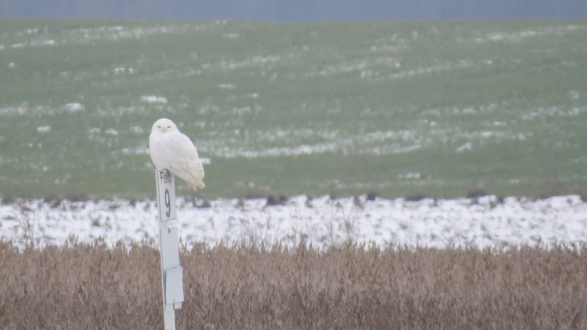 Snowy Owl - ML400439491