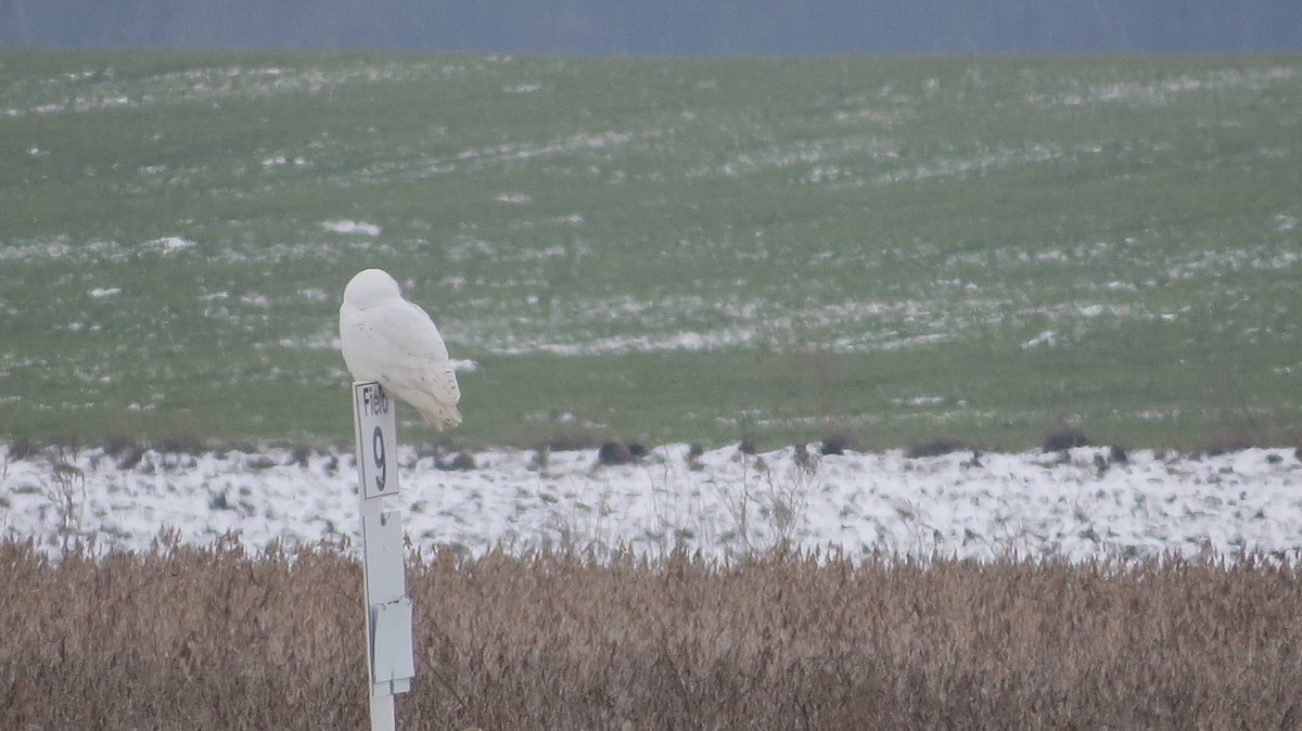 Snowy Owl - David  Ewert