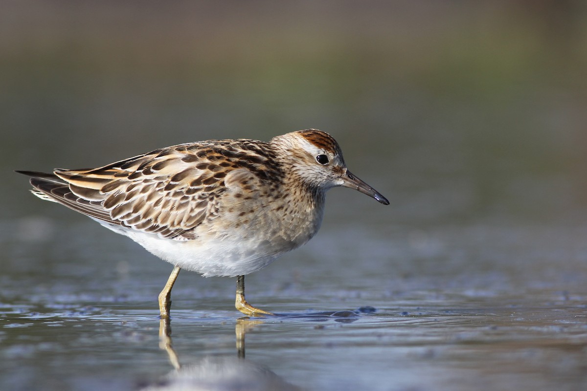 Sharp-tailed Sandpiper - ML40044021