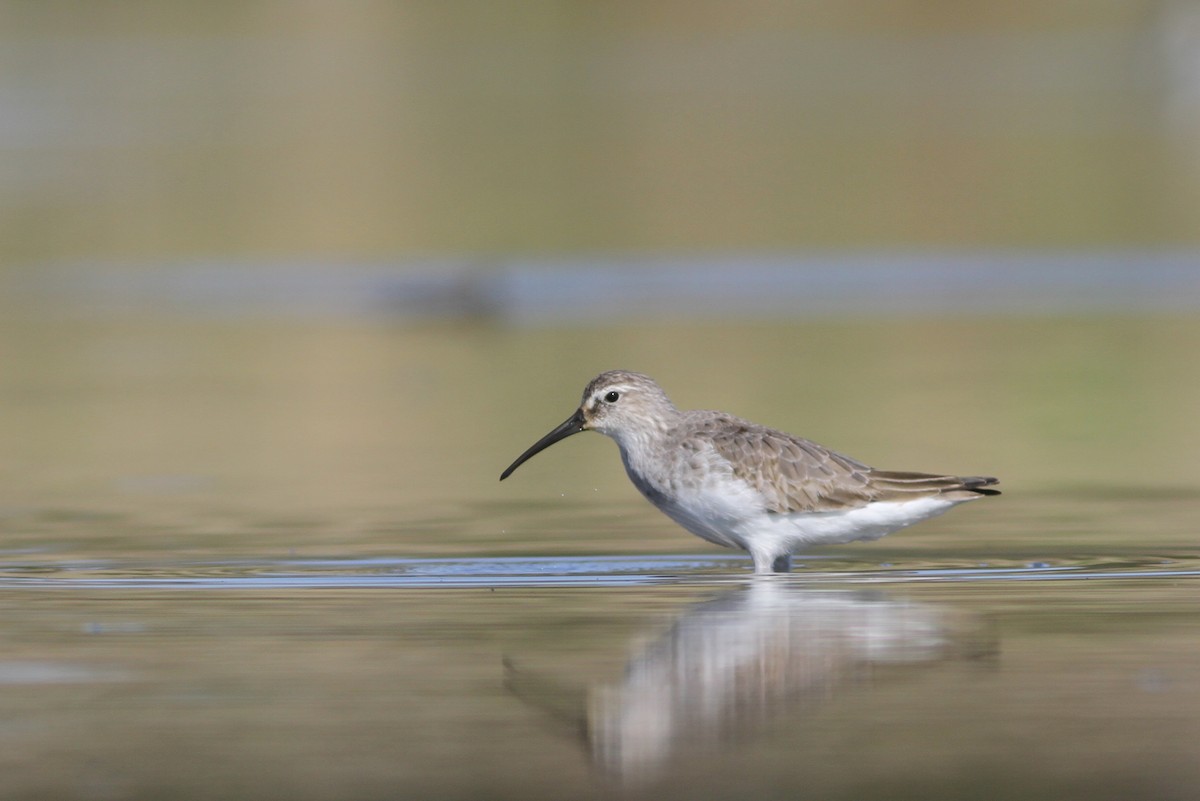 Curlew Sandpiper - ML40044041