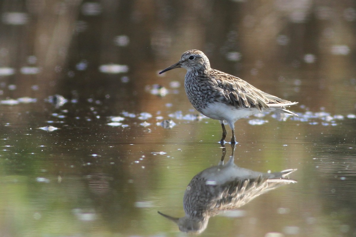 アメリカウズラシギ - ML40044091