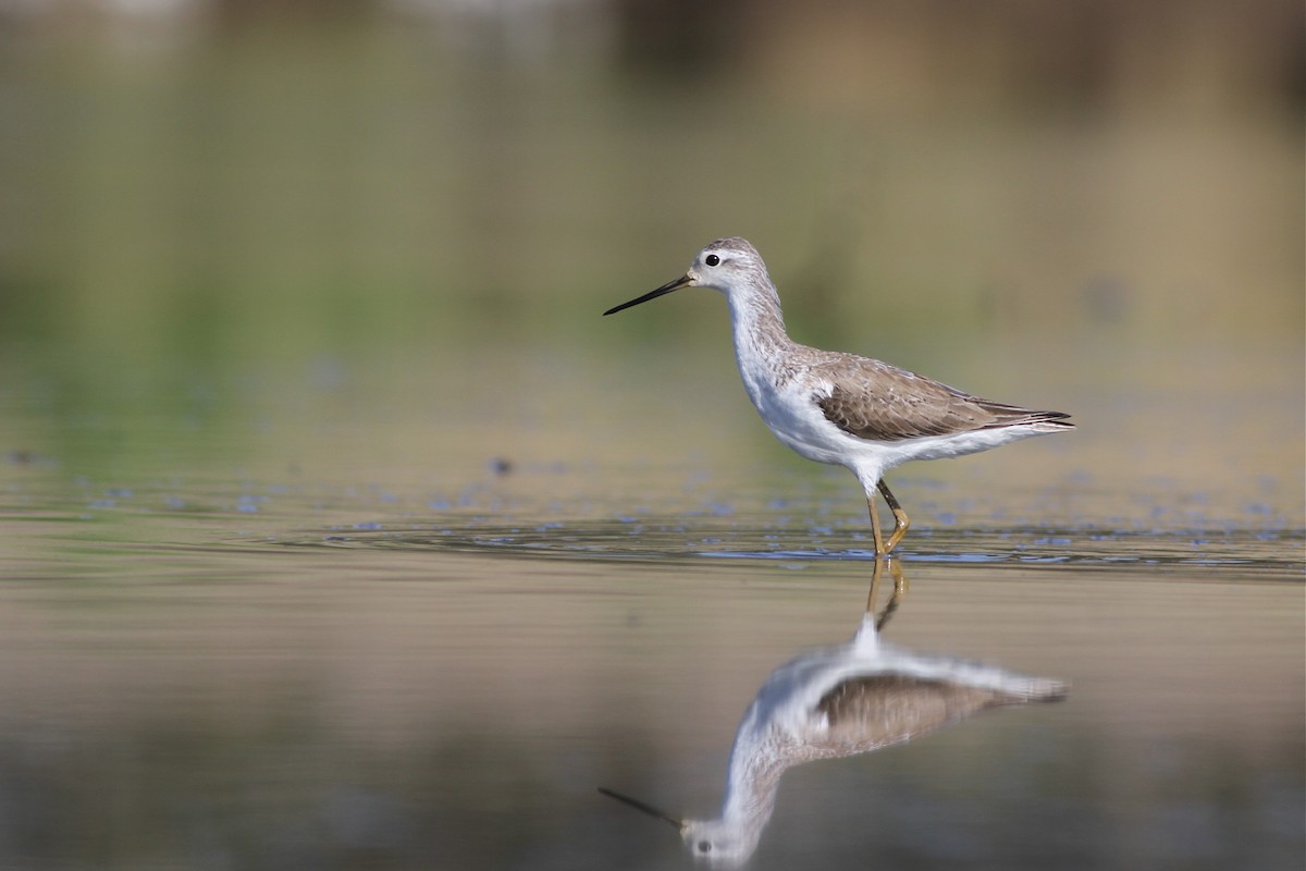 Marsh Sandpiper - ML40044161