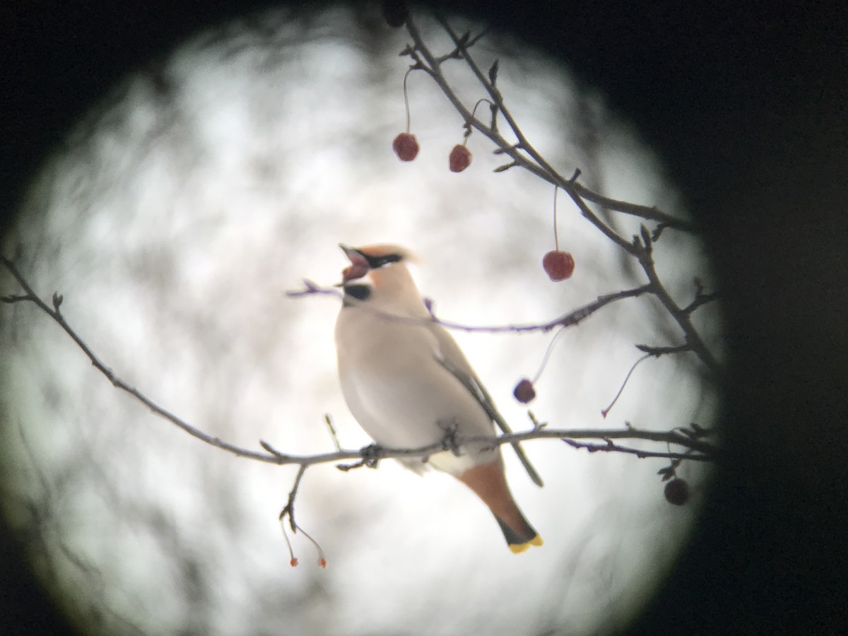 Bohemian Waxwing - David Pryor