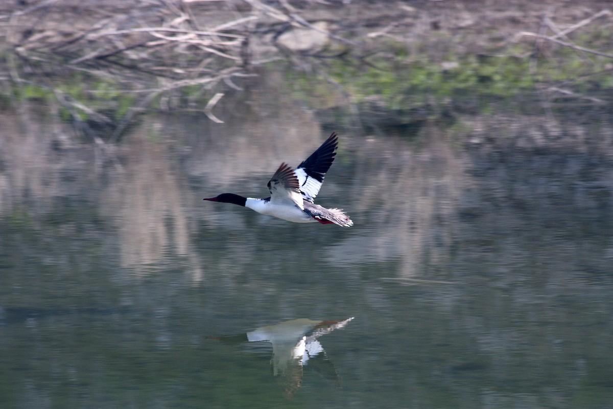 Common Merganser - ML400446431