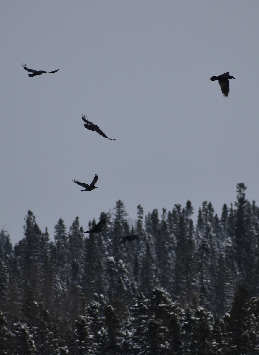 Common Raven - Tobi Gagné