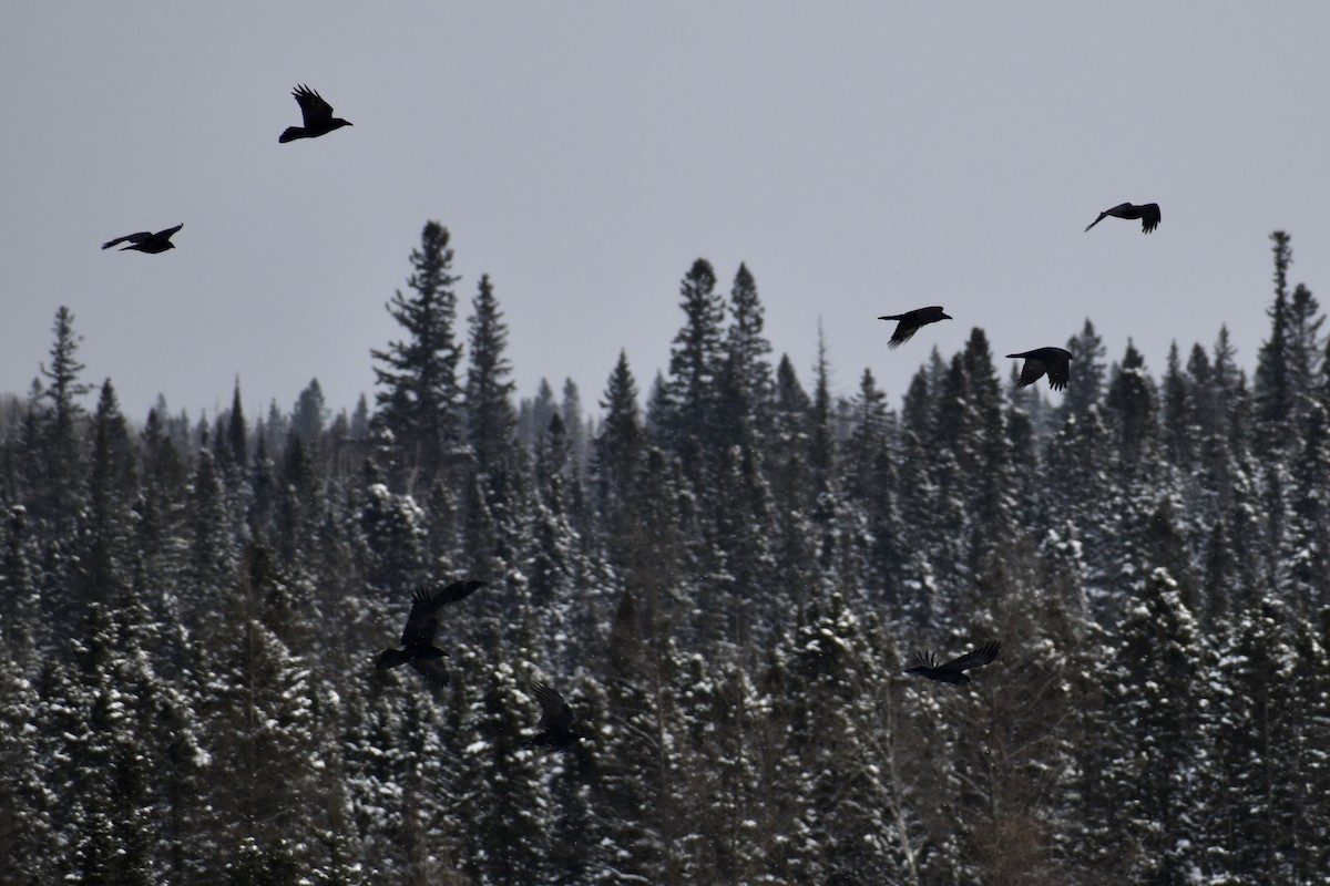 Common Raven - ML400448291