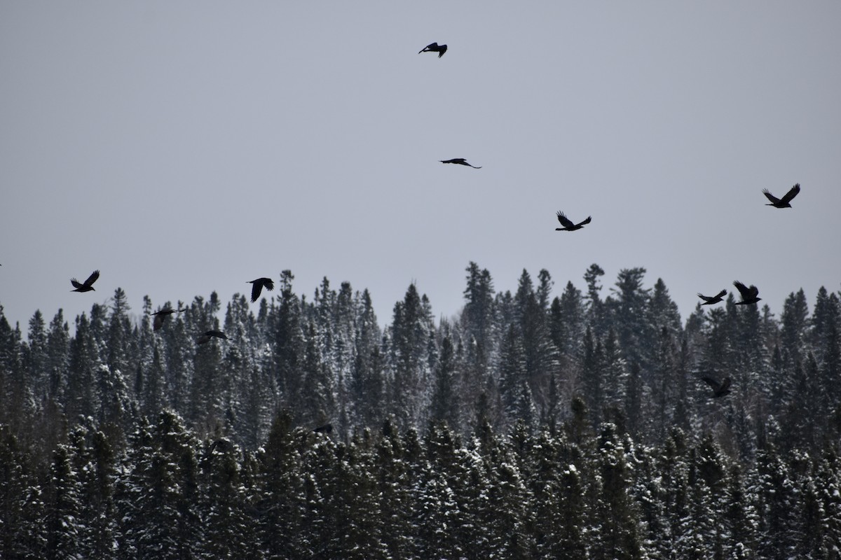 Common Raven - ML400448331