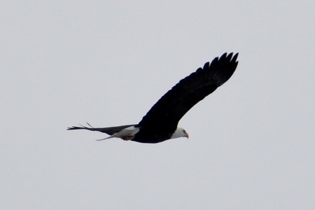 Weißkopf-Seeadler - ML400448801