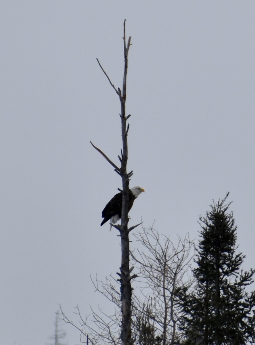 Bald Eagle - Tobi Gagné