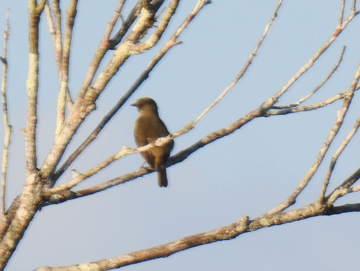 Lawrence's Thrush - ML400451621