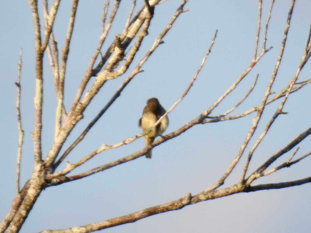 Lawrence's Thrush - ML400451661