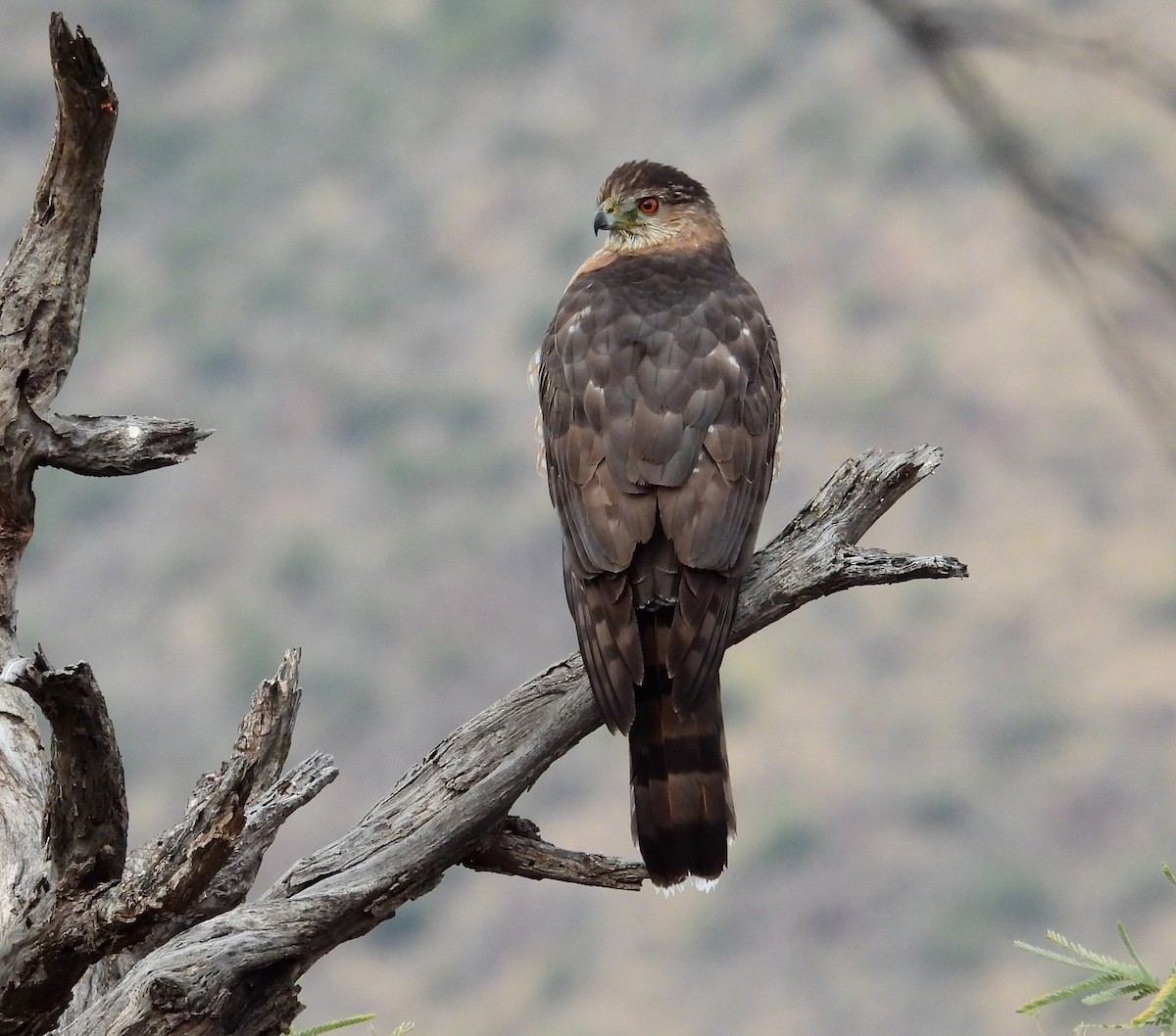 Cooper's Hawk - ML400452811