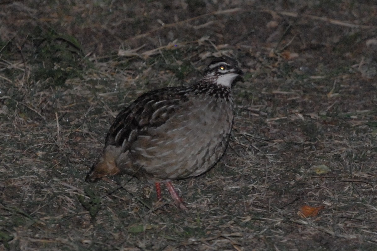 Crested Francolin - ML400454401