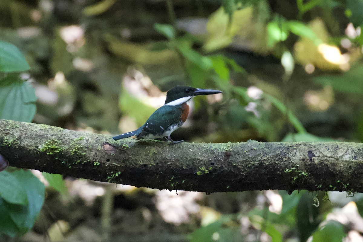 Green Kingfisher - ML400455261