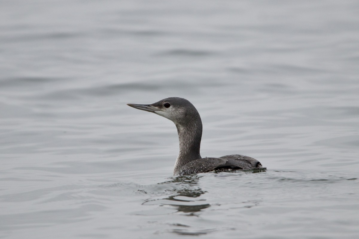 Red-throated Loon - Dimitris Salas