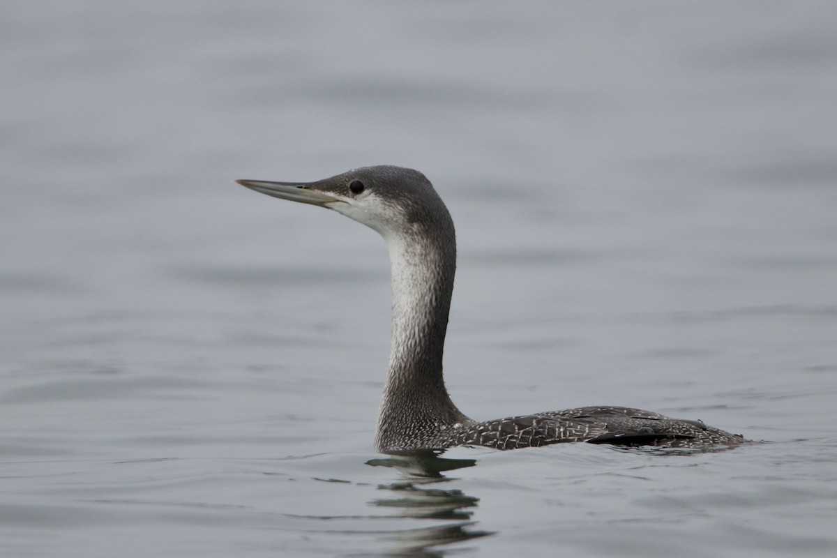 Red-throated Loon - Dimitris Salas