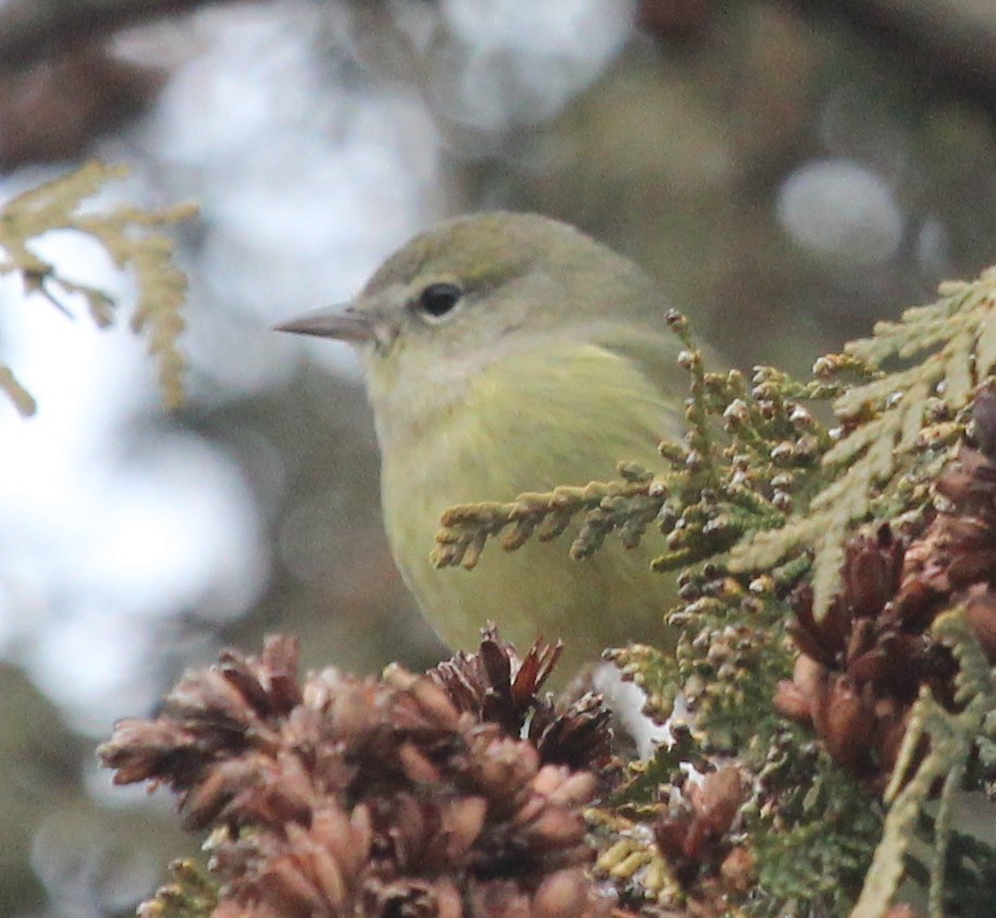 Orange-crowned Warbler - ML400455851