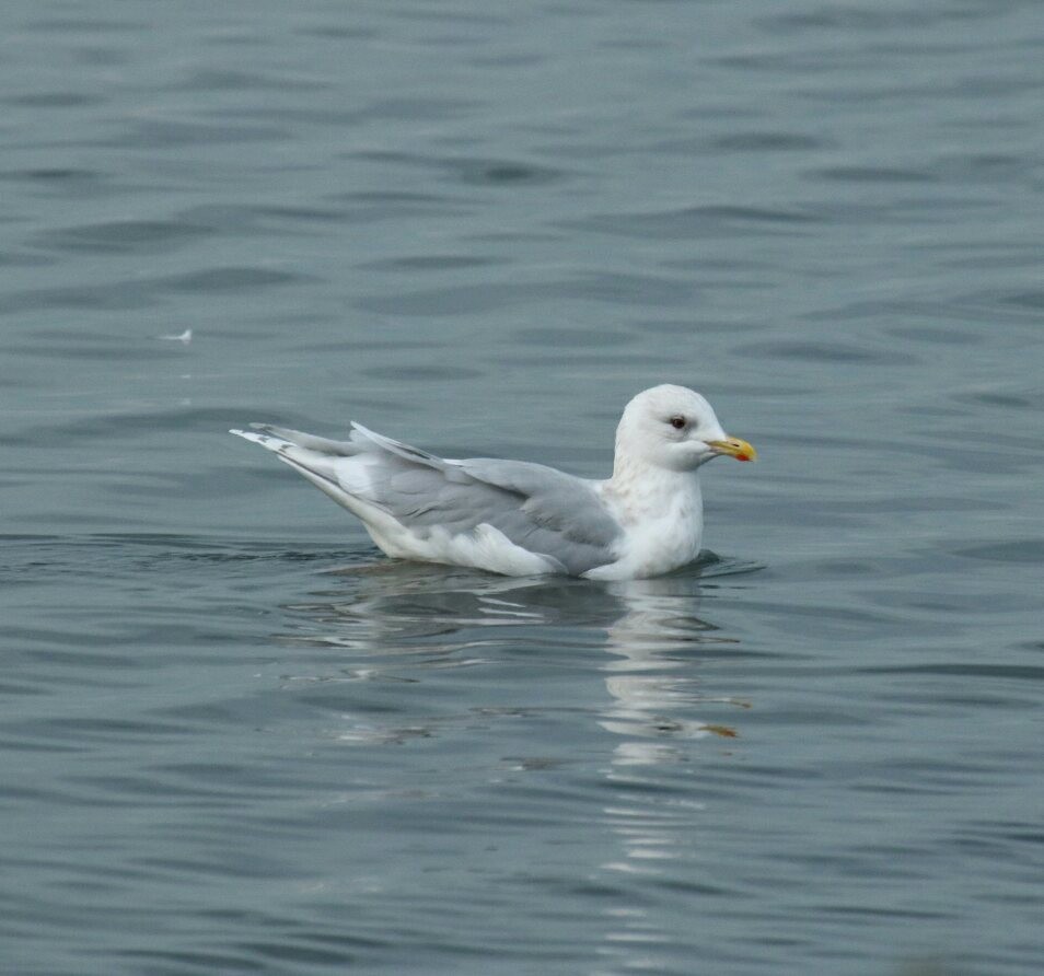 Iceland Gull (kumlieni/glaucoides) - ML40045711