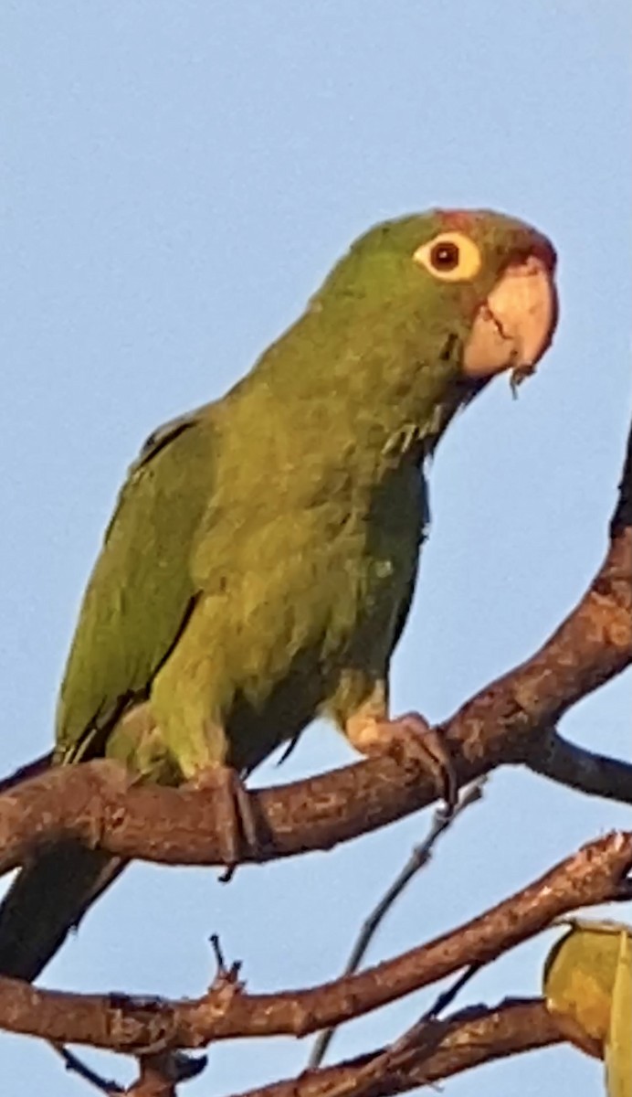 amazonparakitt - ML400457971