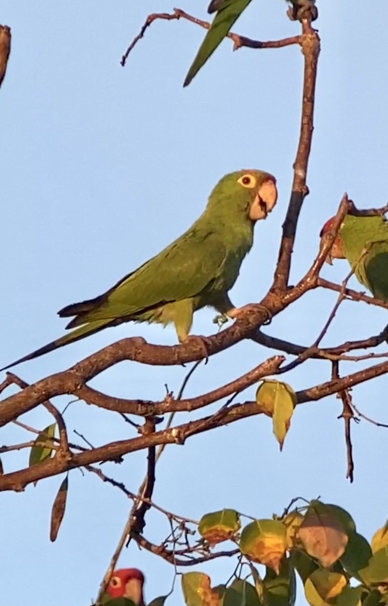 amazonparakitt - ML400457981