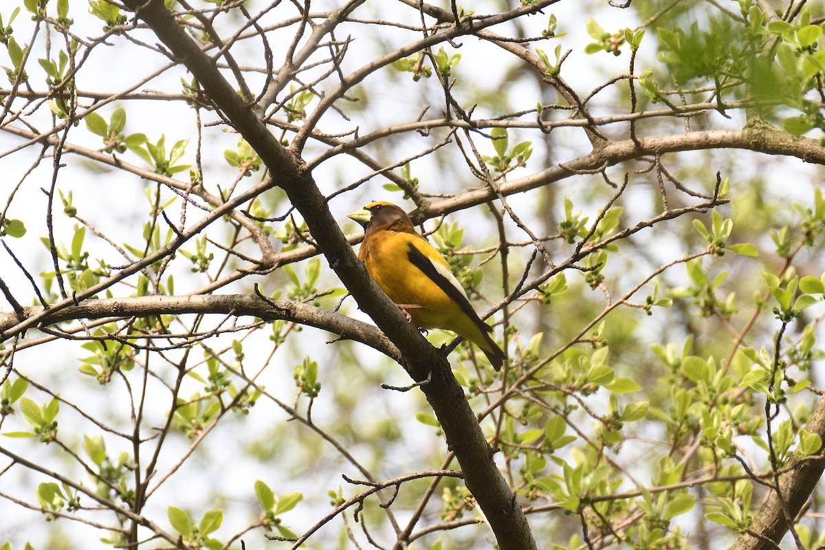 Evening Grosbeak - ML400458401