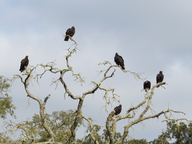 Turkey Vulture - ML40045891