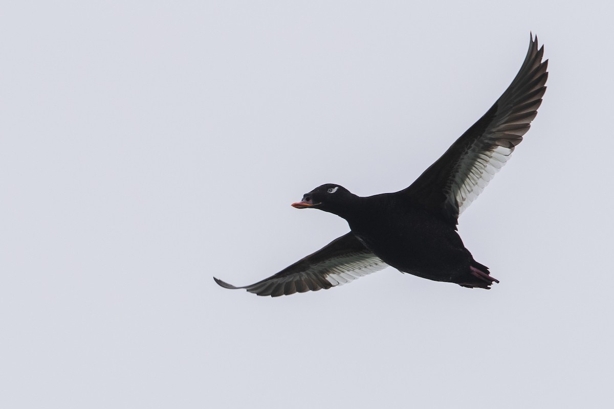 Stejneger's Scoter - ML400461871