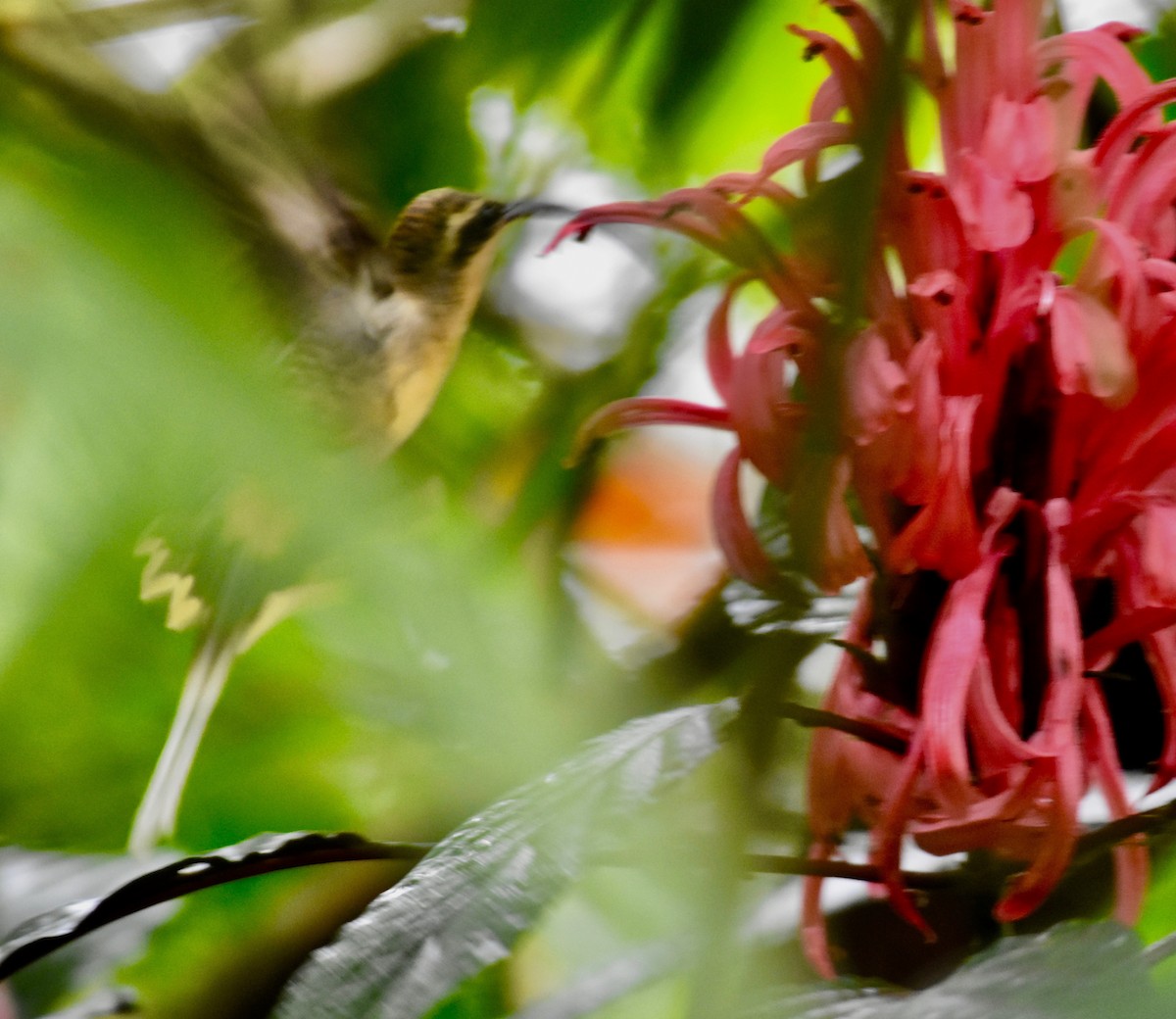 Tawny-bellied Hermit - ML400464111