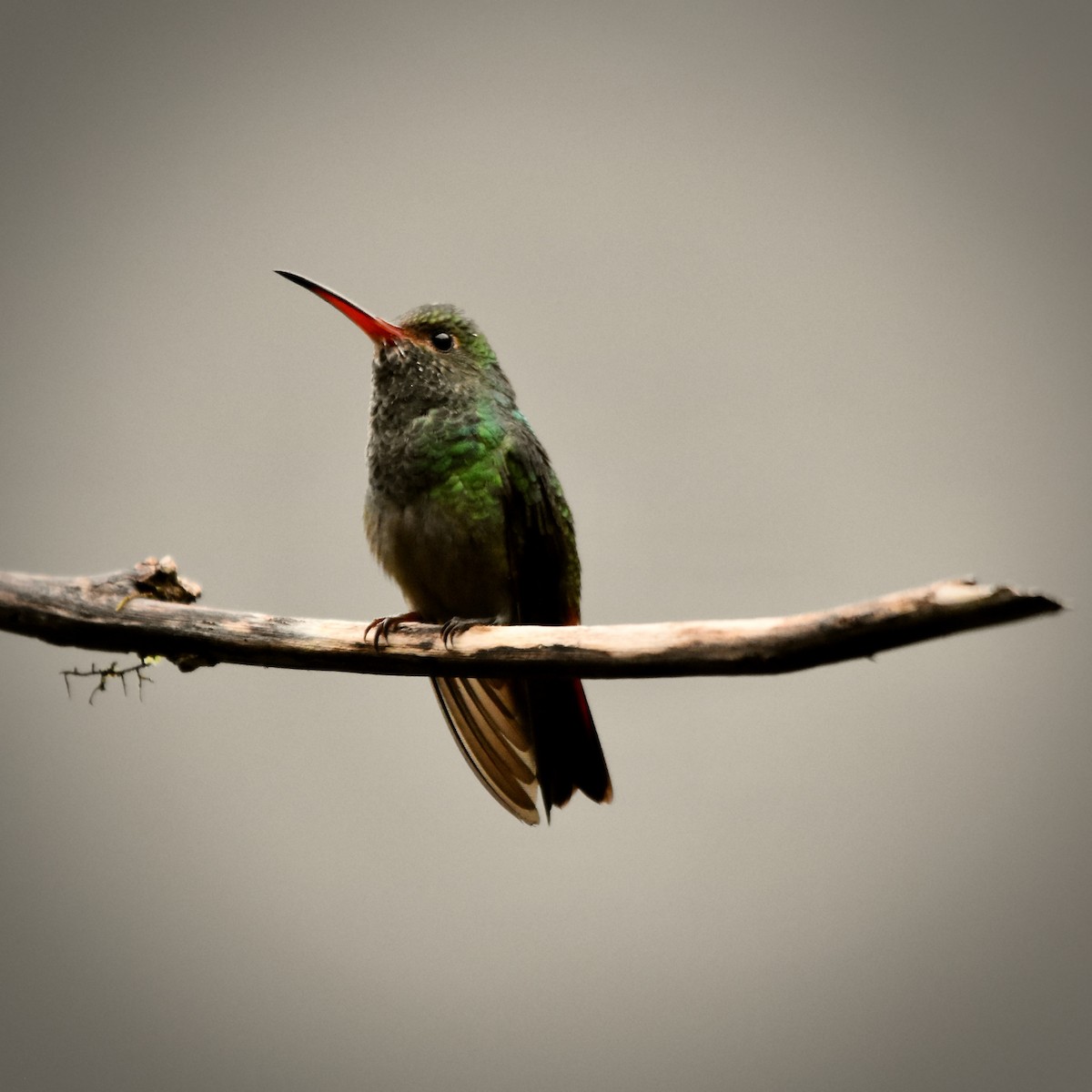 Rufous-tailed Hummingbird - ML400464551