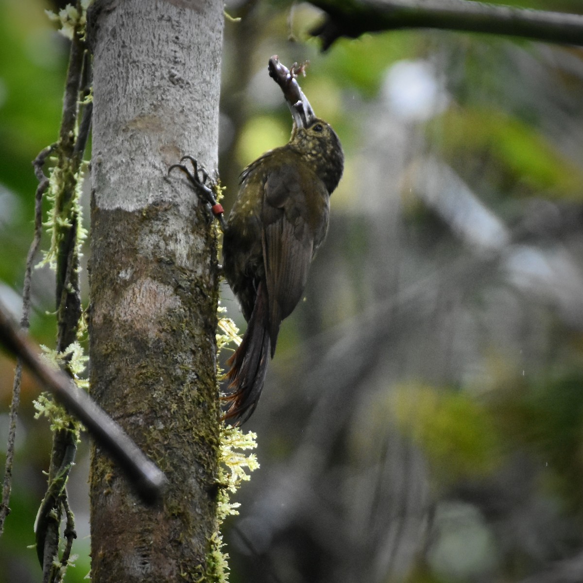 Olive-backed Woodcreeper - ML400465211