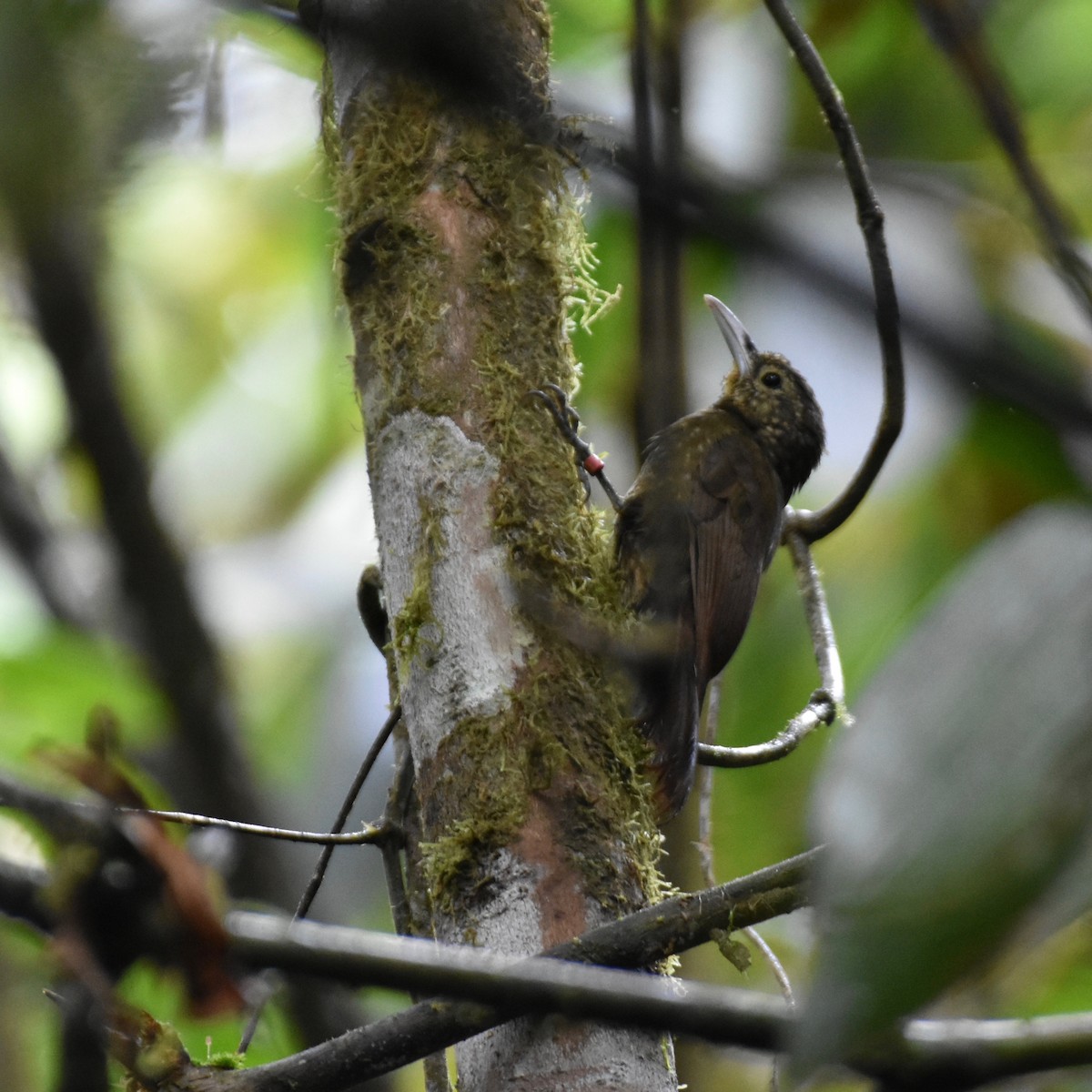 Olive-backed Woodcreeper - ML400465271
