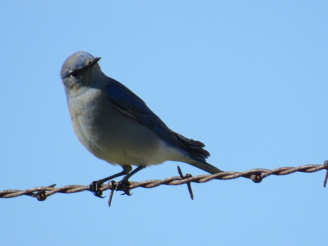 Mountain Bluebird - ML40046541