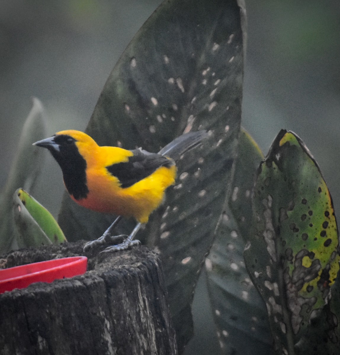 Yellow-backed Oriole - ML400466461