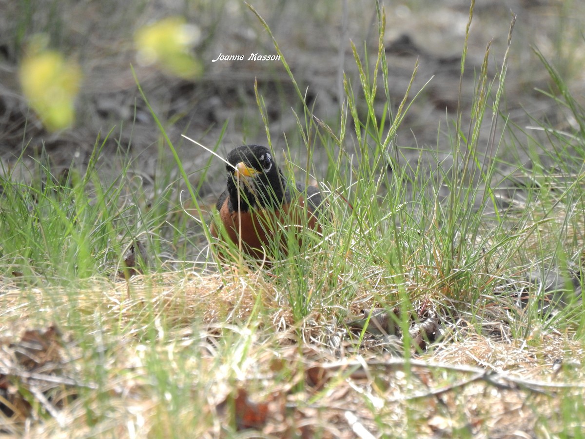 American Robin - ML400466701