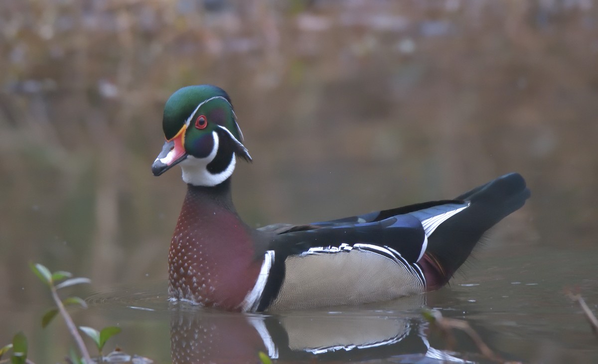 Wood Duck - ML400468211