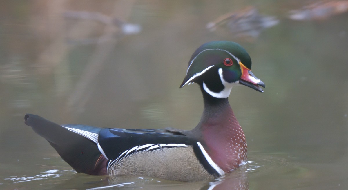 Wood Duck - ML400468301